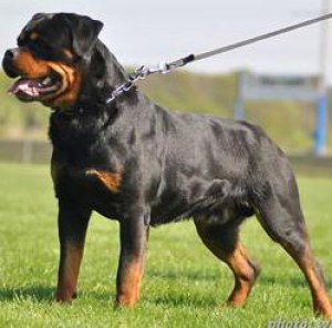 1283110653_116527849_4-rottweiler-rotvajler-steata-s-pp-na-prodej-1283110653.jpg