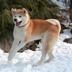 akita-inu-breed.jpg