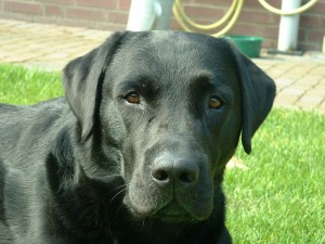 labradorsky-retrivr-5.jpg