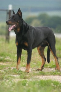 beauceron4-igallery-image0000398.igallery.image0000001--320x320--logo--server-haficicz.jpg